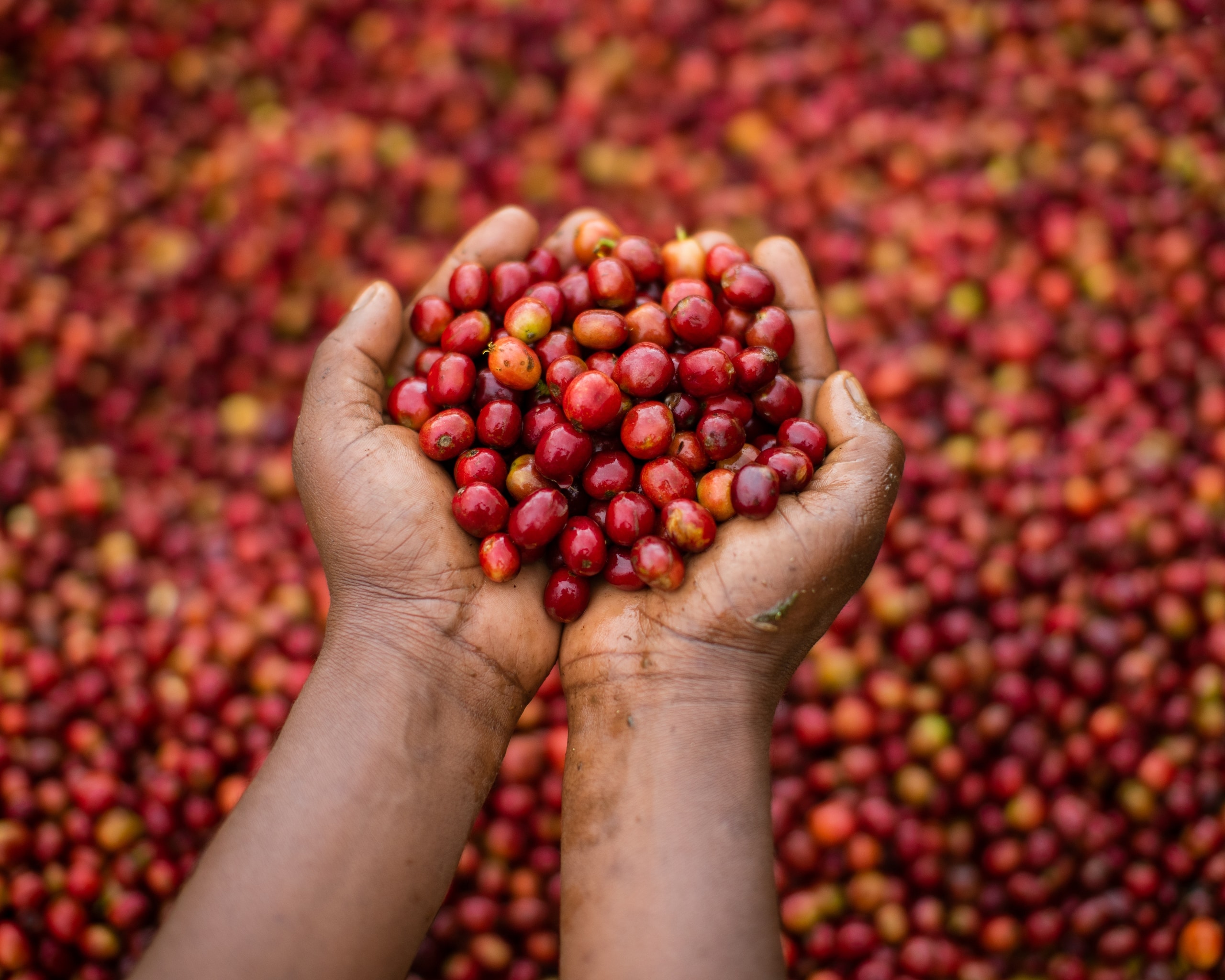 Horra Anderacha coffee operations