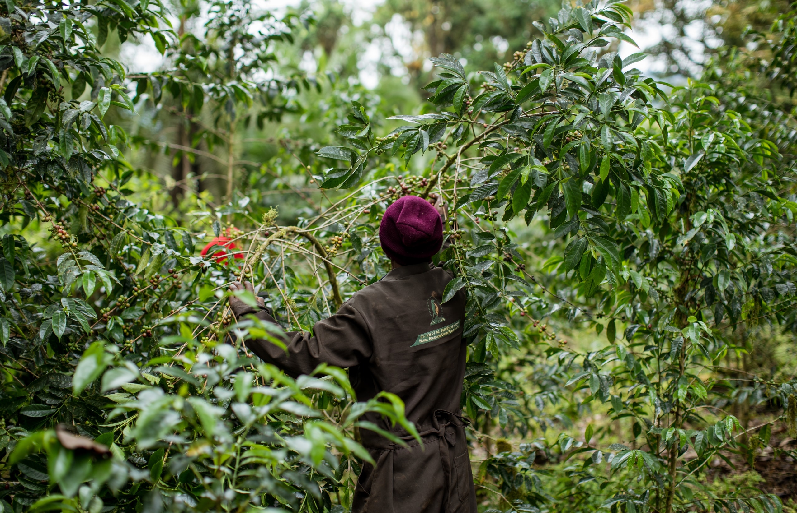 Horra Anderacha coffee plantation