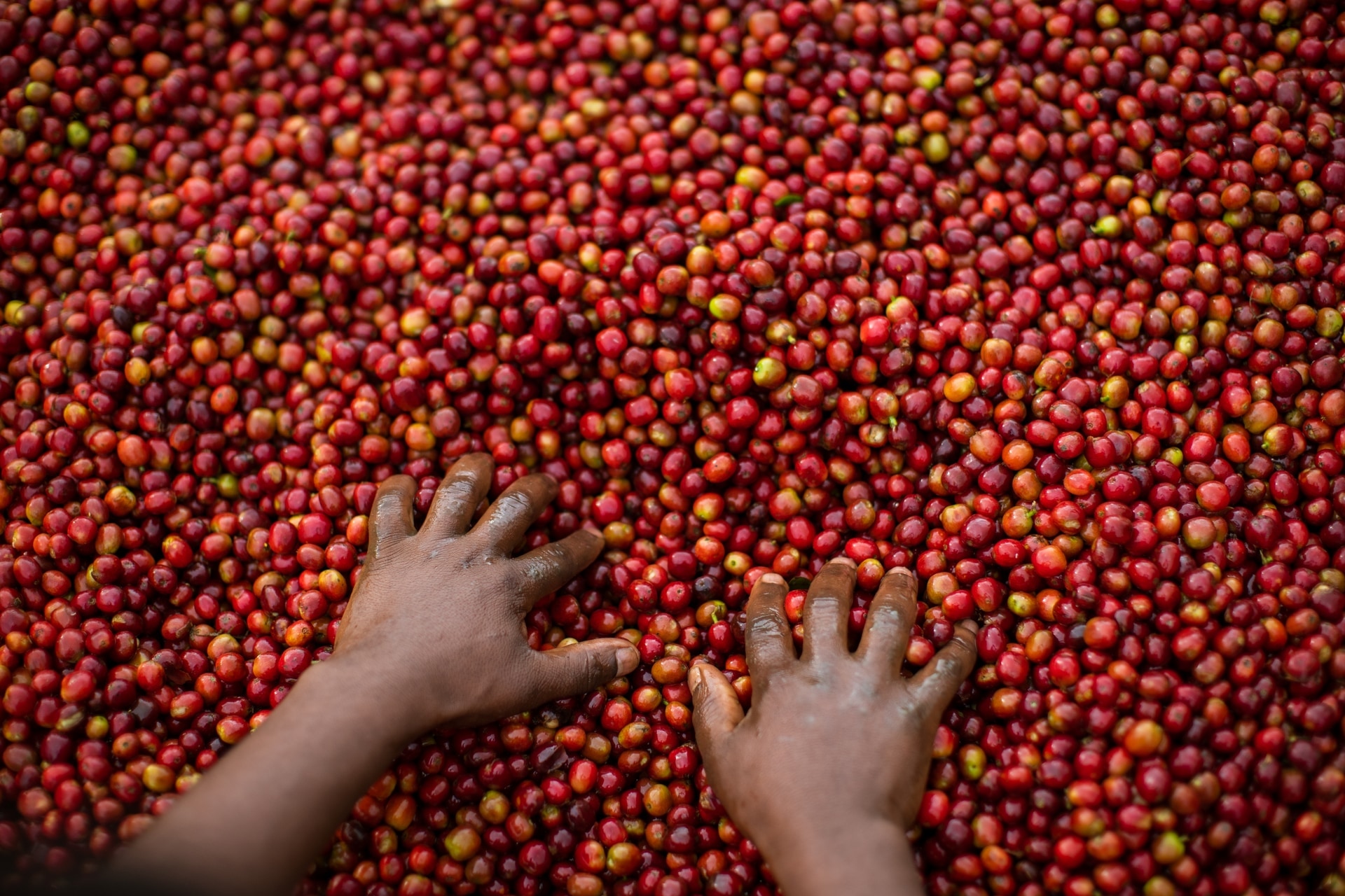 Premium Ethiopian coffee cherries at harvest